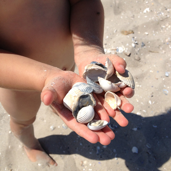Muscheln sammeln auf Föhr