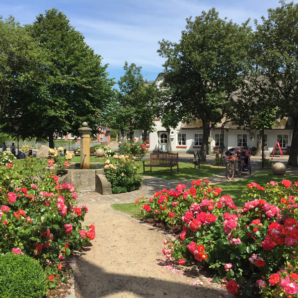 Sommerurlaub auf Föhr, Rosenblüte